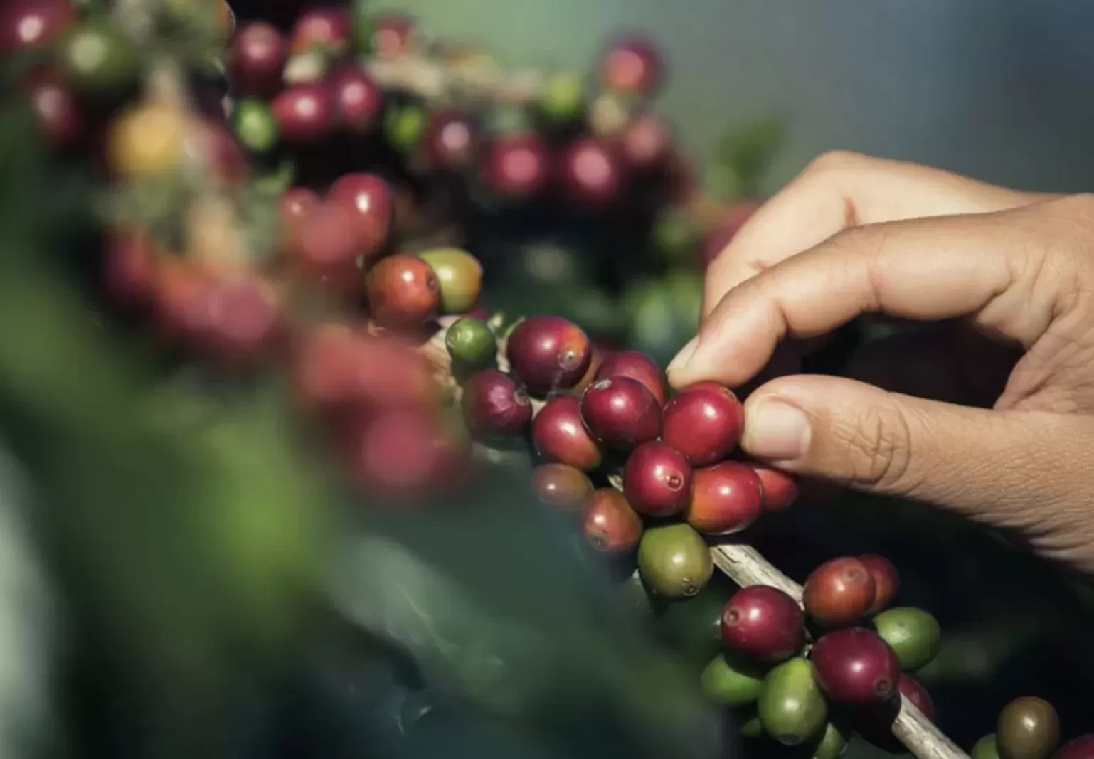 Peluang Bisnis Roasting Kian Terbuka, Kopi Olahan Disiapkan Jadi Motor Ekspor Baru